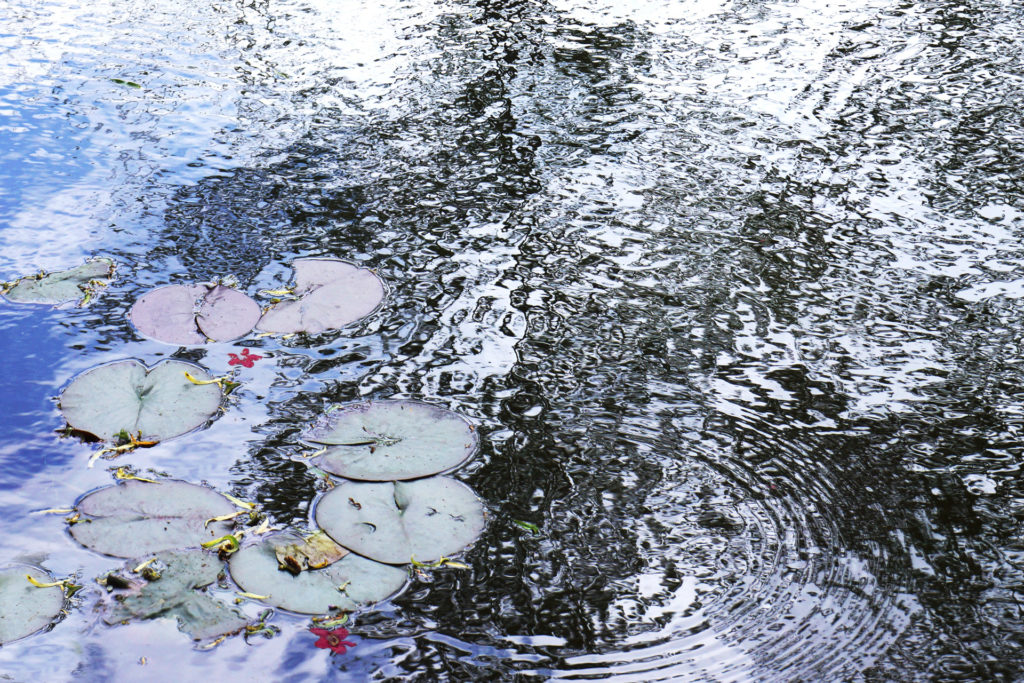 nympheas-jardin-monet-giverny-france-reflet-impressionnisme Photographie du jarin d'eau, Jardin de Monet à Giverny, Nénuphars comme des Nymphéas